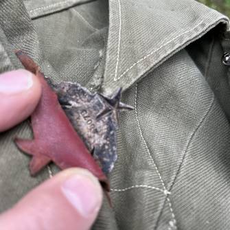 Antiquité militaire