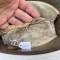 Casque ' Stahlhelm' Mdle 1917 peinture feldgrau 