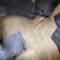 Casque de vol Airaile 11 cuir marron 