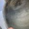 Casque USM1 Pontets Fixes , jugulaire cuir 