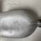Gourde Individuelle Mdle 1910 et quart