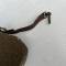 Gourde individuelle Mdle 1935 et sanglons cuir marron 