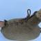 Gourde Individuelle Mdle 1935 courroie longue cuir marron 