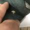 Heer Calot Mdle 1934 Officier Infanterie Drap feldgrau 