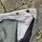 Heer culotte officier drap feldgrau 
