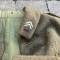 Veste Adjudant Chef 1er Régiment Tirailleurs Drap kaki 