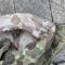 Veste et pantalon Mdle 1943 HBT  Camouflés 