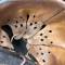 WH Casque Mdle 1942 et jugulaire cuir 